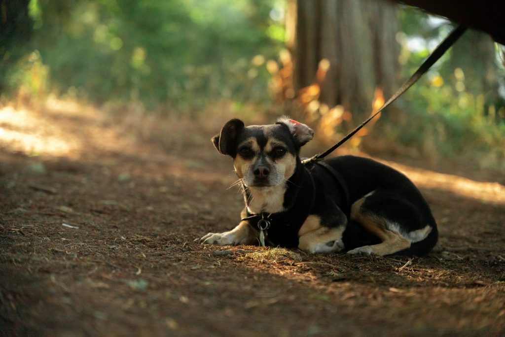A sitting dog