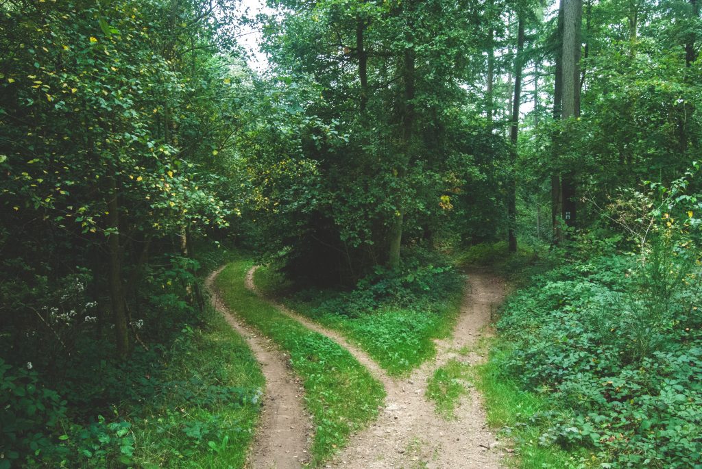 Two tracks separating in a forest indicating legal separation