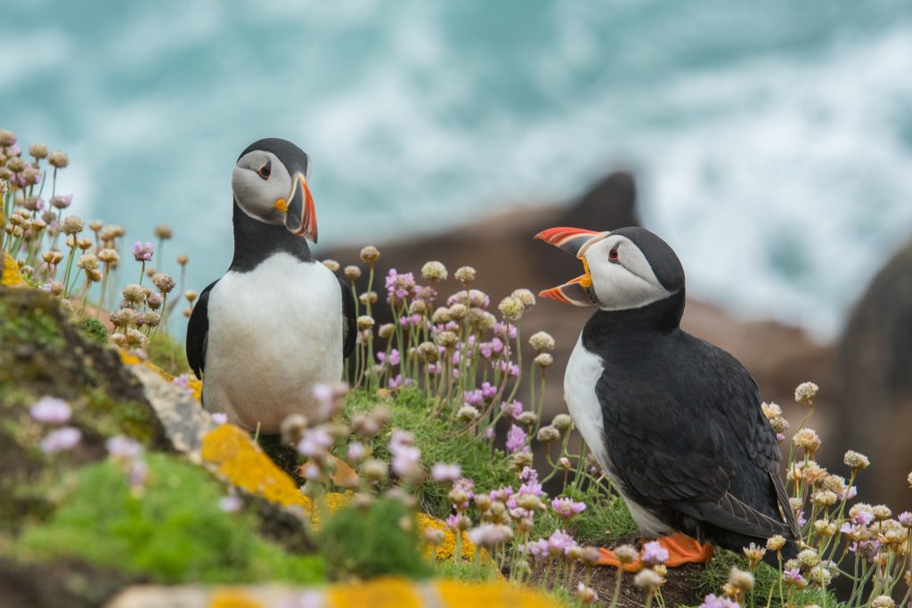 Two birds talking to each other indicating Mediation discussion