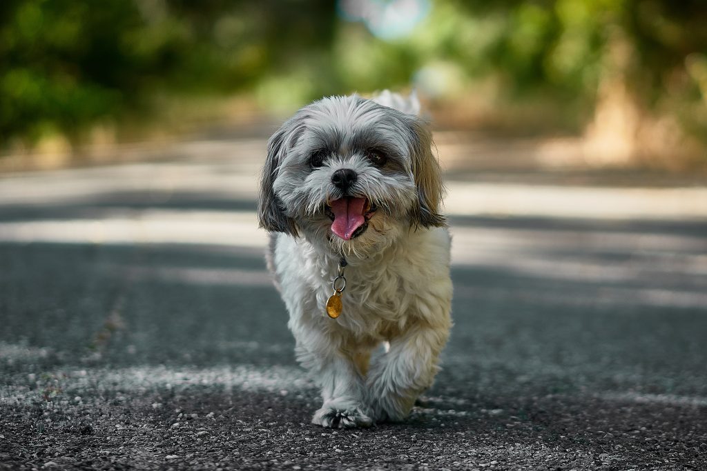 Dog walking on street indicating pet dog custody