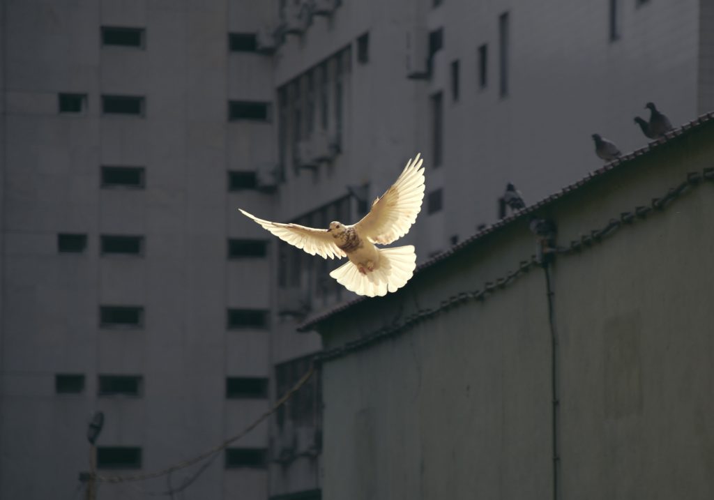 Pigeon floating in the air